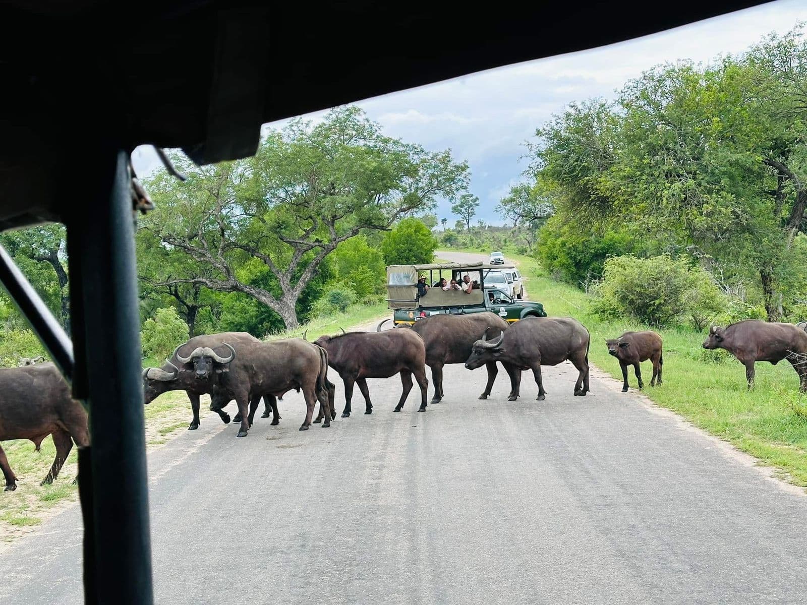 Buffalo herd crossing