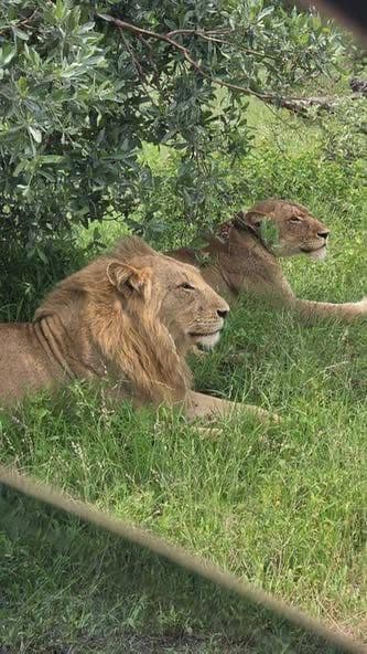 Lions in the wild